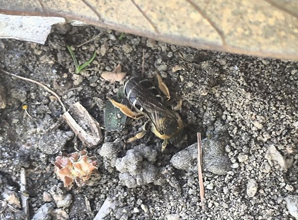 Halictus sp.  - Mirko Tomasi