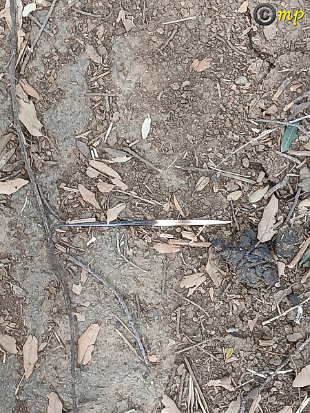 Istrice  - Mario Paloni