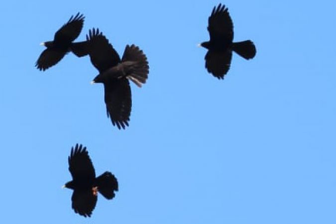 Gracchio alpino  - Enrico Ferrari