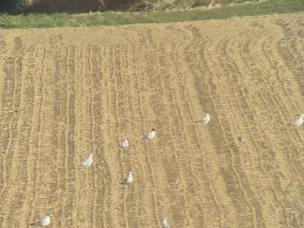 Mouette mélanocéphale  - Pietro Bellezza