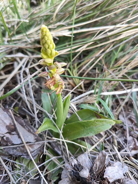 Orchis anthropophora  - Enric Bringués