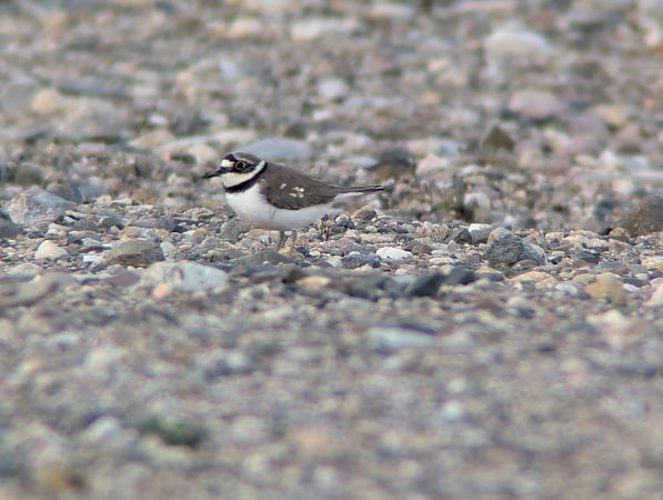 Flussregenpfeifer  - Robert Pach