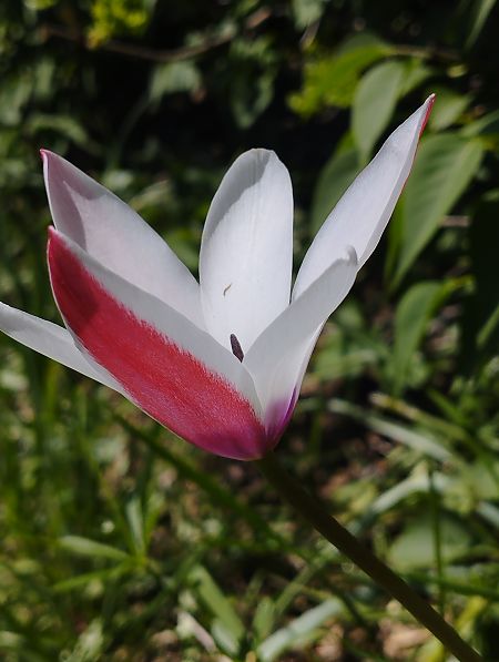 Orchis purpurea  - Gérard Joseph