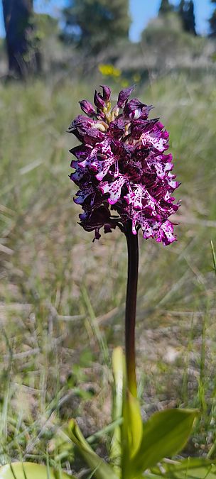 Orchis purpurea  - Stéphane Courric
