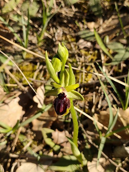 Ophrys passionis  - Isabel Casas Navarrete