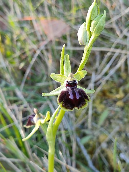 Ophrys passionis  - Isabel Casas Navarrete