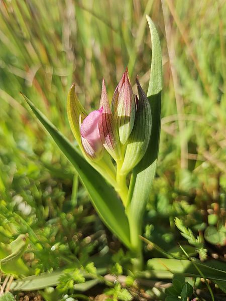 Serapias lingua  - Didier Godreau