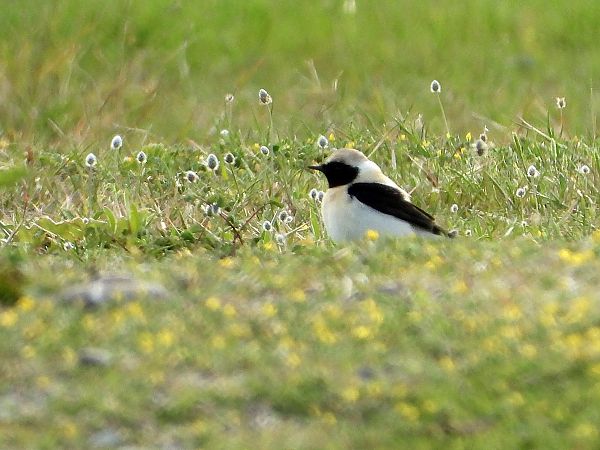 Monachella orientale  - Andrea Sorrentino