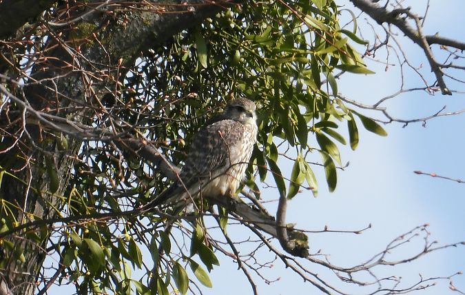drzemlik  - Krzysztof Kajzer