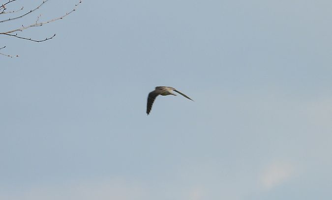 Merlin  - Krzysztof Kajzer