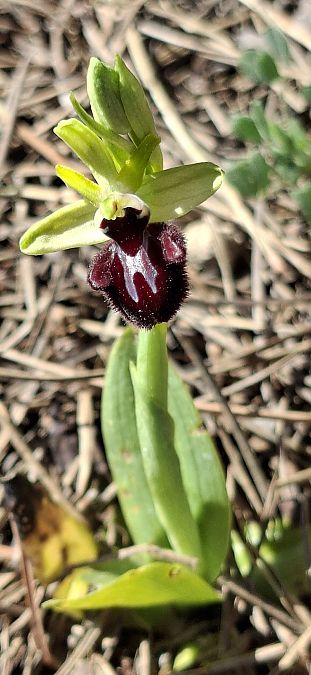 Ophrys incubacea 