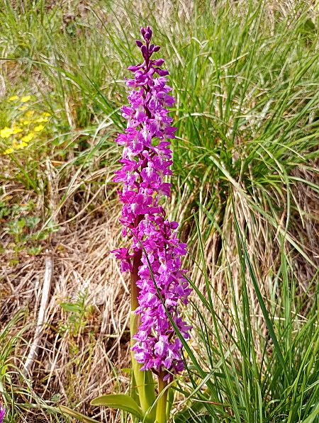 Orchis mascula  - Huguet Didier