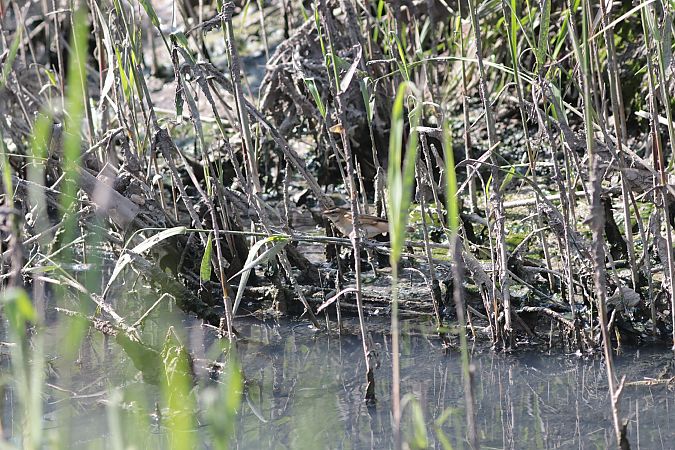 Forapaglie comune  - Guillaume Locatelli