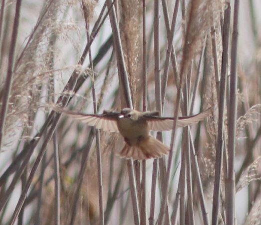 Phragmite des joncs  - Guillaume Locatelli