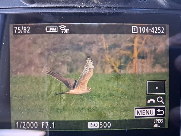błotniak stepowy  - Łukasz Krajewski