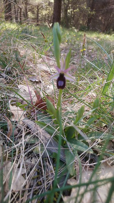 Ophrys drumana  - Monique Souben