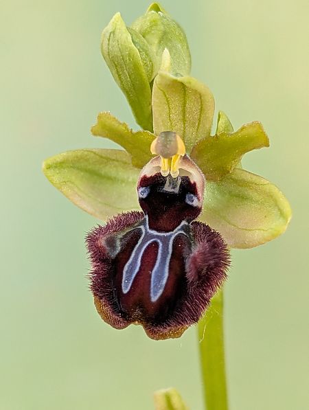 Ophrys incubacea  - Delarbre Sébastien