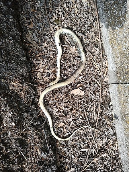 Biacco  - Claudio Danesi