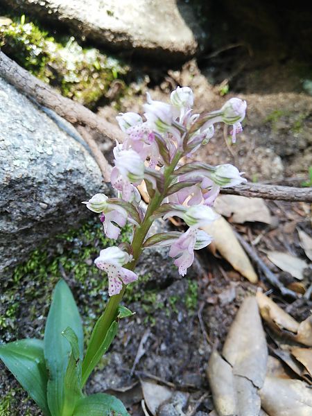 Neotinea lactea  - Marie-Marie Pertusier
