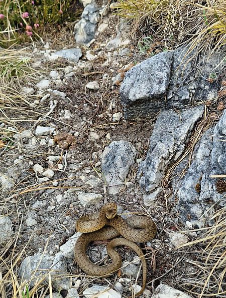Colubro liscio  - Gabriele de Nadai