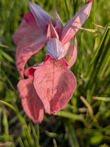 Serapias neglecta  - Patrick Benoit