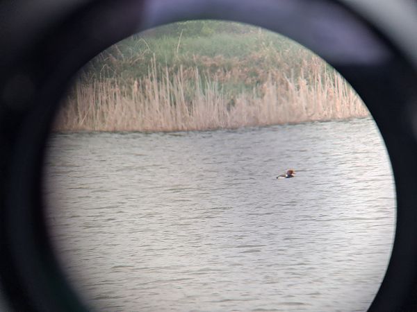 hełmiatka  - Antoni Grzegrzółka