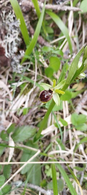 Ophrys araneola  - Elian Garcia