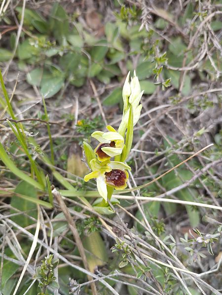 Ophrys araneola  - Elian Garcia
