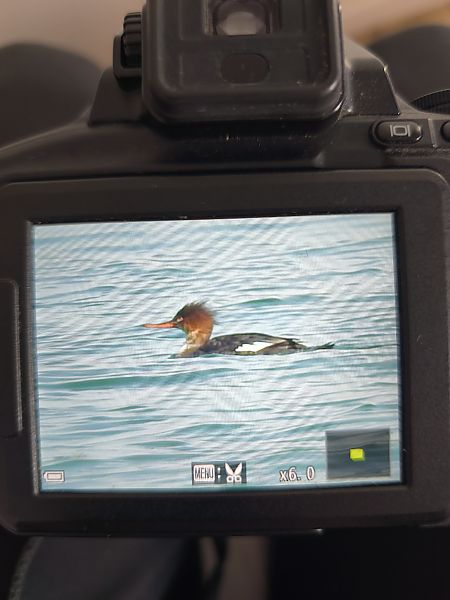 szlachar  - Ireneusz Fiedorowicz