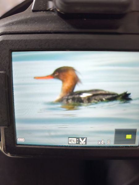 szlachar  - Ireneusz Fiedorowicz