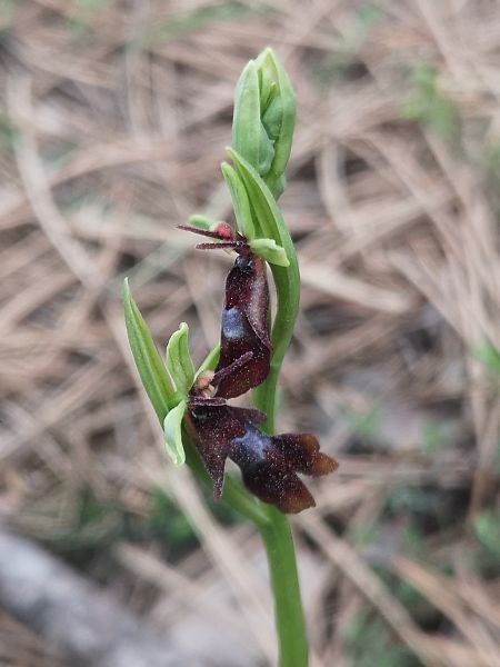 Ophrys insectifera  - Richard Fay