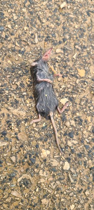 Musaranya (Sorex sp)  - Joan Guillamon