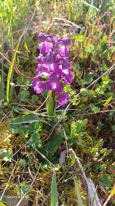 Anacamptis morio  - Sabrina Lepelletier