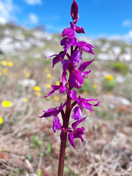 Orchis ovalis  - Emmanuel Cosson