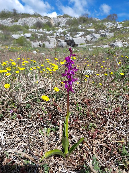 Orchis ovalis  - Emmanuel Cosson