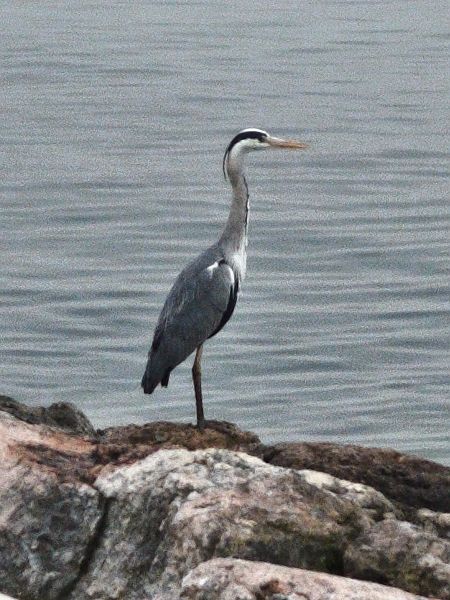 Airone cenerino  - Johannes Freudenberger