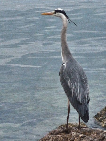 Airone cenerino  - Johannes Freudenberger