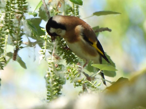 Cadernera  - Joan Pessarrodona