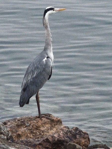 Airone cenerino  - Johannes Freudenberger