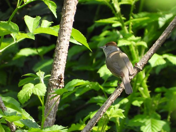 Capinera  - Dario Bosio