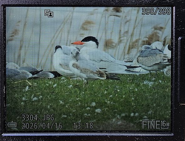 rybitwa wielkodzioba  - Robert Locman