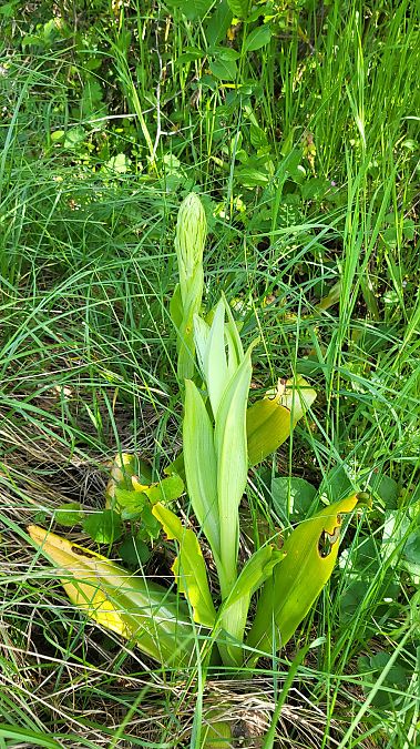 Himantoglossum hircinum  - Christian Lenhard