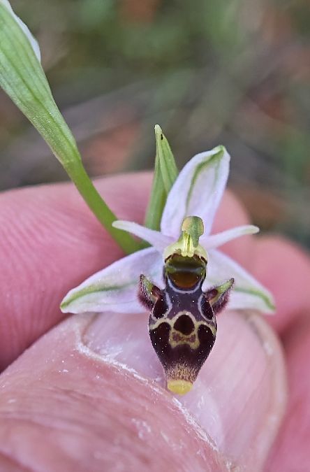 Ophrys picta  - Alain Bultez