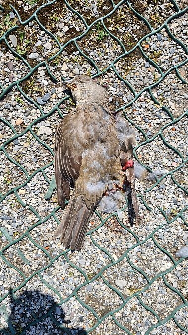 Tordela  - Fabrizio Florit (FVG)