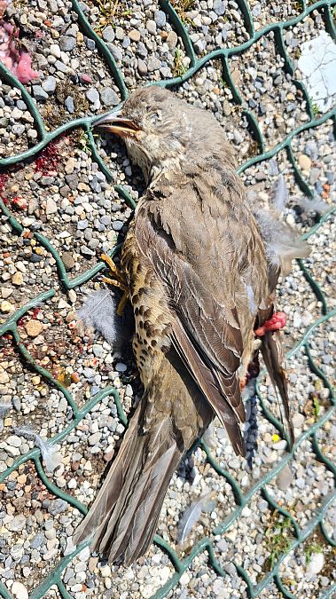 Tordela  - Fabrizio Florit (FVG)