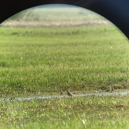 kulik mniejszy  - Paweł Ksit