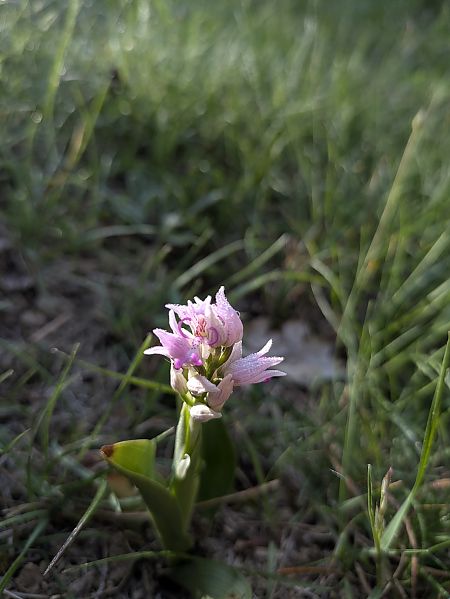 Orchis simia  - Oriane Arnaud