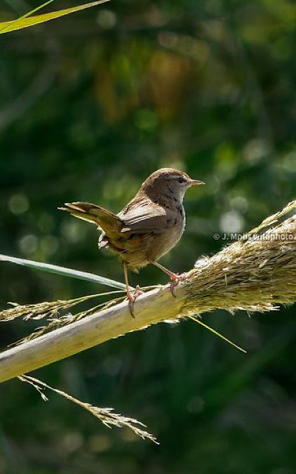 Rossinyol bord  - Jose Molis