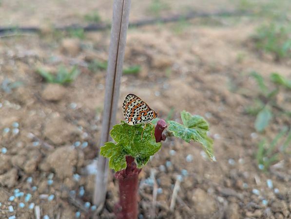 Damer roig  - Joan Cortés