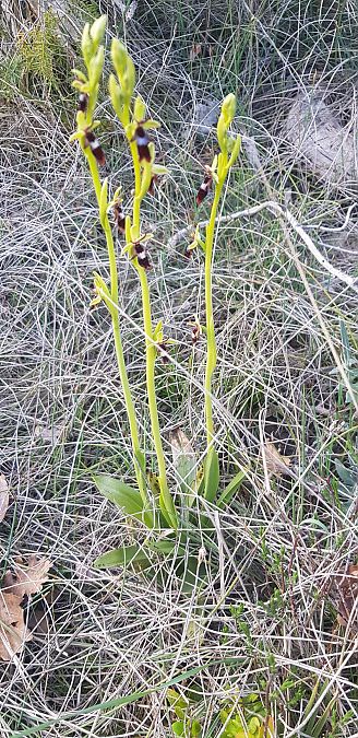 Ophrys insectifera  - Philippe Durbin